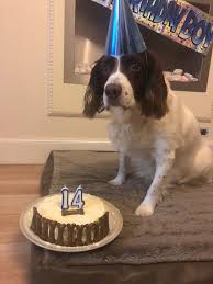 At dogtopia of elsmere, we're known for our clean facility and our friendly staff who knows every canine client by name. Spring Officially Turned 14 Yday After Me Saying He S Been 14 For Over 6 Months Oops Lol Happy Birthday Babybear Springerspaniel
