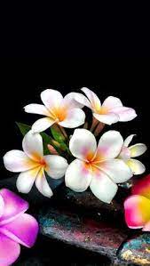 Wallpaper Iphone Plumeria Beautiful Flowers Wallpapers Flower Wallpaper Cute Flower Wallpapers