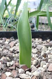 Image result for Haemanthus montanus