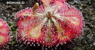 Sebutkan dan jelaskan beberapa faktor yang. 3 Ciri Khusus Tumbuhan Dan Gambarnya Teratai Kaktus Eceng Gondok Berbagi Cerita Opini Edukasi Dan Hiburan