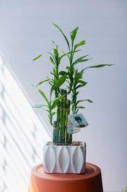 Check spelling or type a new query. 15 Oversized House Plants Tall House Plants