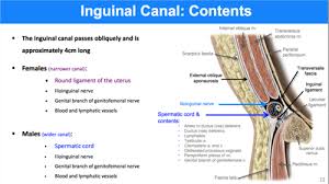 Inguinal canal includes the following contents. Inguinal Region Testes And Scrotum Flashcards Quizlet