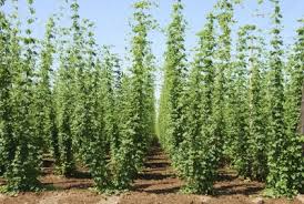 Gorgeous climbing plants, like ivy and wisteria, should be off limits to your dog. Hops Plant Spacing What Are The Spacing Requirements For Hops