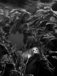 The Journal of Diving History