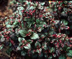 Look for varieties that open blossoms in a rainbow of hues. Annuals For Part To Full Shade Beyond Impatiens And Petunias U Of I Extension