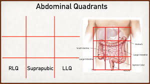 Many important blood vessels travel through the abdomen, including the aorta, inferior vena cava, and dozens of their smaller branches. Abdominal Pain Causes And Anatomy Right Vs Left Male Vs Female Lower Stomach Quadrants Ezmed