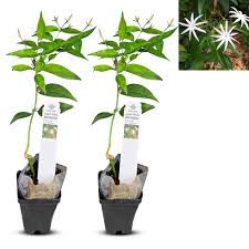 Image result for Jasminum schimperi