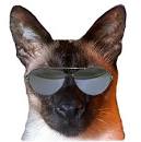 - Wisconsin Siamese Rescue - ADOPTIONS - Rescue Me!