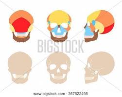 The frontal (top of head), parietal (back of head), premaxillary and nasal (top beak), and. Human Skull Anatomy Vector Photo Free Trial Bigstock
