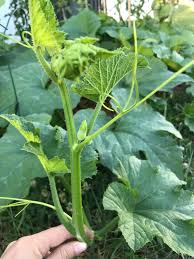 Wählen sie aus erstklassigen inhalten zum thema pumpkin vine in höchster qualität. Pin On How My Garden Grows