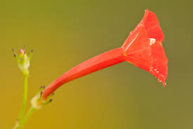 Image result for Ipomoea hederifolia