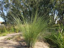 Image result for Miscanthus junceus