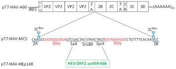 The camel igg presented as 2 bands with molecular masses of 250 and 100 kda, the latter corresponding to heavy chain igg, on 10% gel electrophoresis. Viruses Free Full Text A Recombinant Hav Expressing A Neutralization Epitope Of Hev Induces Immune Response Against Hav And Hev In Mice Html