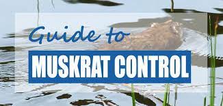 The easiest and most effective way of getting rid of muskrats is to call a professional pest removal service. How To Get Rid Of Muskrats In Ponds Lakes Top Methods Pond Informer