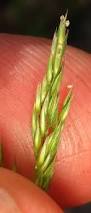Image result for Agrostis epigejos
