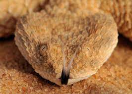 Dwarf Sahara Sand Viper Cerastes Vipera Reptiles And Amphibians Viper Sand