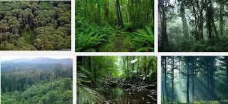 Proposal jenis ini memang konsepnya lebih untuk mewujudkan hubungan yang erat dan rukun antar sesama pemuda karang taruna. Pengertian Jenis Jenis Hutan Dan Fungsinya Manfaat