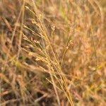 Image result for Panicum coloratum