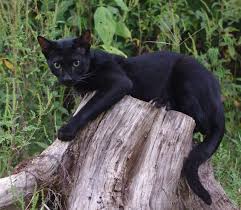 So, if you are looking for a perfect kitten pet then you can find it on our website or online store easily. F1 Cats For Sale