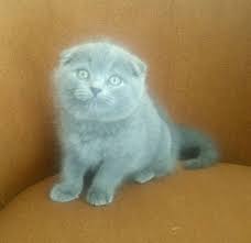 Satilik Scottish Fold Panosundaki Pin
