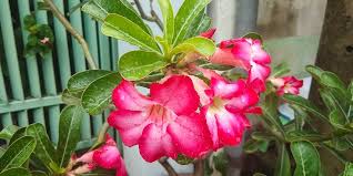Cara selanjutnya untuk menggambar sketsa bunga sakura. Cara Merawat Bunga Adenium Supaya Berbunga Lebat Dan Waktu Mekarnya Tahan Lama Portal Jember