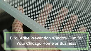 Bird Strike Prevention Film Can Save Bird Lives As Well As Lower Your Repair And Maintenance Costs Bird Strike Prevention Repair And Maintenance