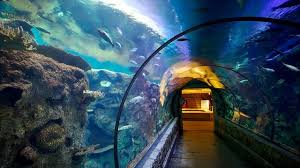 Shark Reef Aquarium At Mandalay Bay Resort And Casino Has More Than 1 6 Million Gallons Of Water And 90 O Las Vegas Trip Mandalay Bay Vegas Vegas Attractions