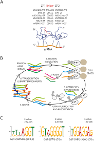 There seems to be a just scroll down on these dating app memes and have a nice laugh with us. Exploring The Suitability Of Ranbp2 Type Zinc Fingers For Rna Binding Protein Design Scientific Reports