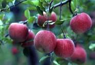 りんご狩り「阿相りんご園」 | とちぎ食の回廊情報館 GT | プロ農家 ...