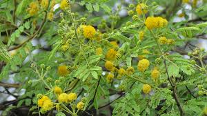 Image result for Acacia nilotica