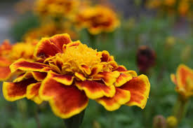 Check out why these bright flowers make great companions plants! The Benefits Of Marigold Tagetes In Your Garden Dengarden