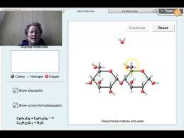 Identify the strongest intermolecular force present in pure samples of the following substances: Gizmos Glucose Dehydration Synthesis Of Polymers Hydrolysis Bio202a Lab 2 08 Youtube