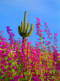 We did not find results for: Explore Oybay C S Photos On Flickr Oybay C Has Uploaded 8715 Photos To Flickr Arizona Landscape Desert Flowers Desert Plants