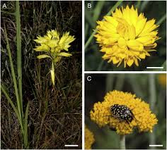 Image result for Nidorella welwitschii