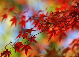 Certain specific weather conditions can cause leaves to exhibit this behavior before fall, leading many gardeners to erroneously believe the tree is sick when it is simply anticipating fall weather. What Is A Japanese Maple Tree With Pictures