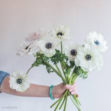 Following our directions and putting time, love, and care into your flower prep will result in killer arrangements on your wedding day. White Anemone Flowers Bulk Fresh Wedding Flowers Flower Moxie