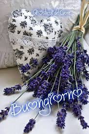Buongiorno Buongiorno Pianta Di Lavanda Immagini Buongiorno Immagini