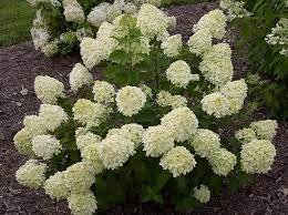 Little Lime Hydrangea Little Lime Hydrangea Hardy Hydrangea Hydrangea Shrub