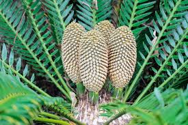 Image result for Cyphia erecta