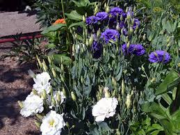 Image result for eustoma flamenco