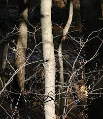 Commonly planted shade tree which sometimes escapes. Winter Trees Sugar Maple Outside My Window