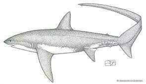 The Pelagic Shark Research Foundation - The Sharks Of The Monterey Bay -  Pelagic Sharks