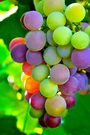 Fruit Only For You 115298 Newchic Mobile Fruit Photography Beautiful Fruits Fruit Plants