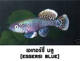 The Tropical Fish Killifish Nothobranchius Eggersi Blue 30 Eggs Easy Hatch Fish Aquarium Fish Fish Pet