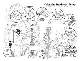 Here we have a variety of beautiful forests … Hardwood Forest Coloring Page