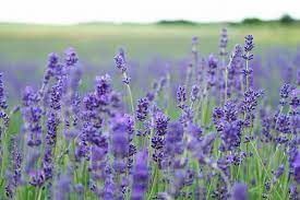 Pin By Bruno Natal On Jardim Growing Lavender Lavender Benefits Purple Plants