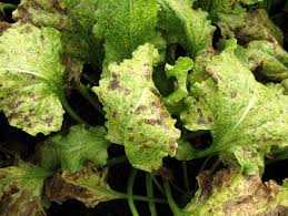 Just for a couple of minutes. Heavily Infested Sugar Beet Leaves By Stemphylium The Yellow Spots Are Download Scientific Diagram