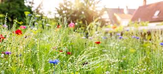Reno, sparks & northern nevada. How To Create A Wildflower Garden Of Dreams Luxury Lifestyle Magazine