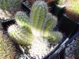 Image result for Loxodera caespitosa