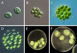 These were correlated with five stages of the p.d. Phylogeny And Molecular Evolution Of The Green Algae Frederik Leliaert
